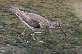 Solitary Sandpiper