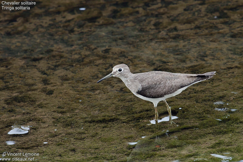 Solitary Sandpiper