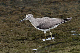 Solitary Sandpiper