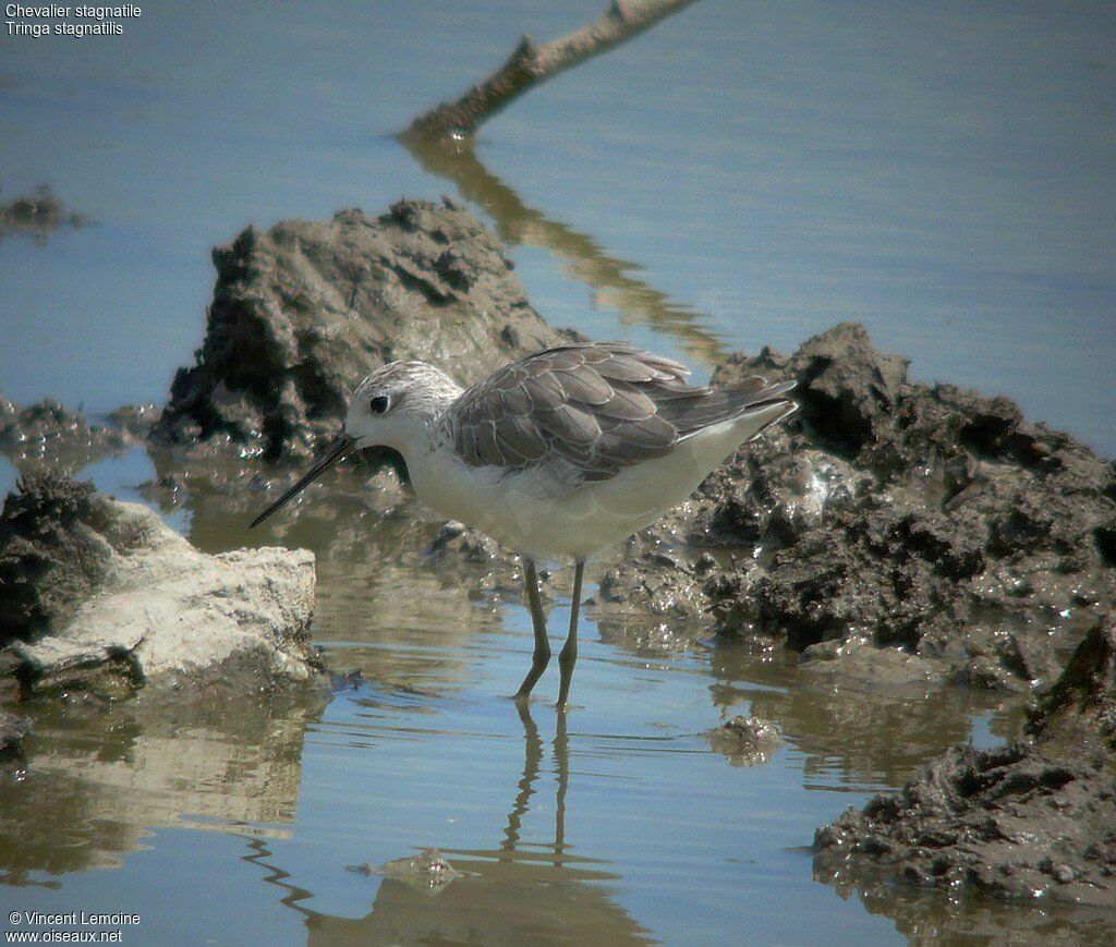 Marsh Sandpiper