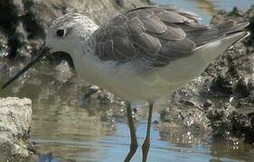 Marsh Sandpiper