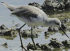 Marsh Sandpiper