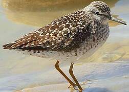 Wood Sandpiper