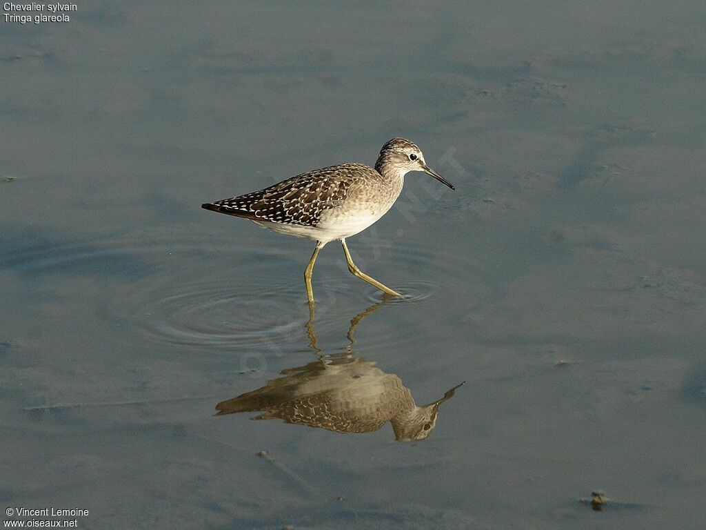 Wood Sandpiper