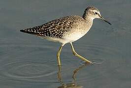 Wood Sandpiper