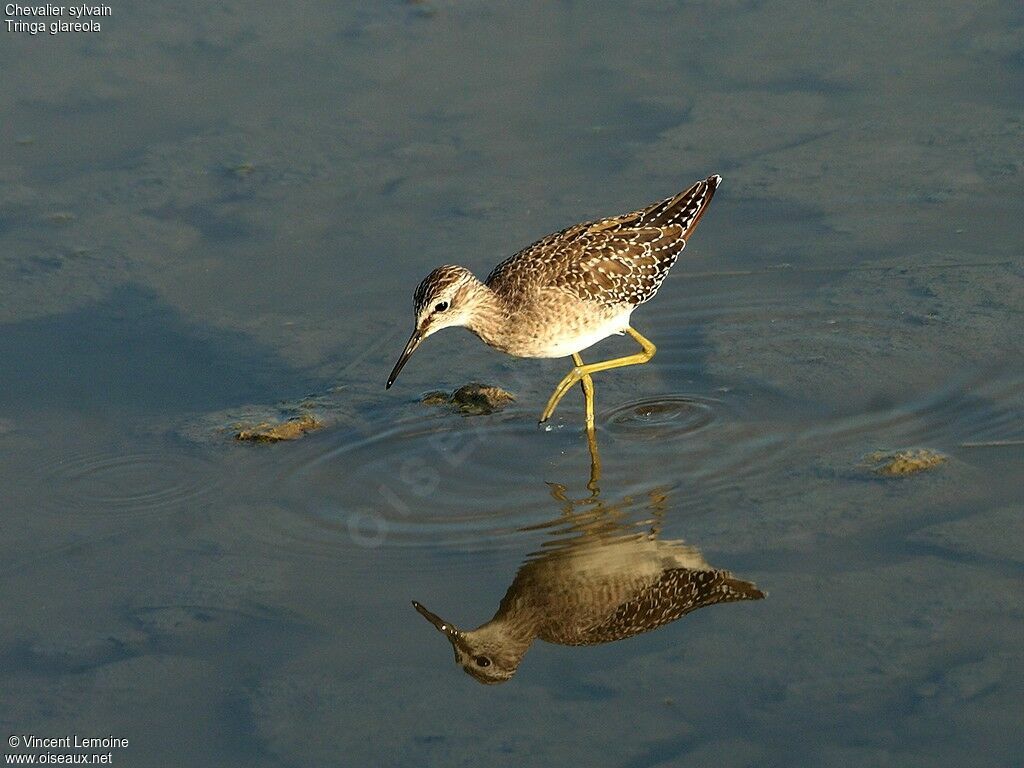 Wood Sandpiper