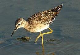 Wood Sandpiper