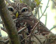 Little Owl