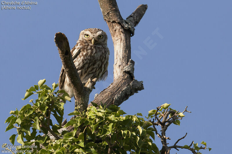 Little Owl