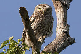 Little Owl