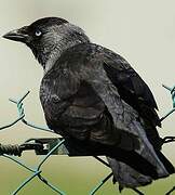 Western Jackdaw