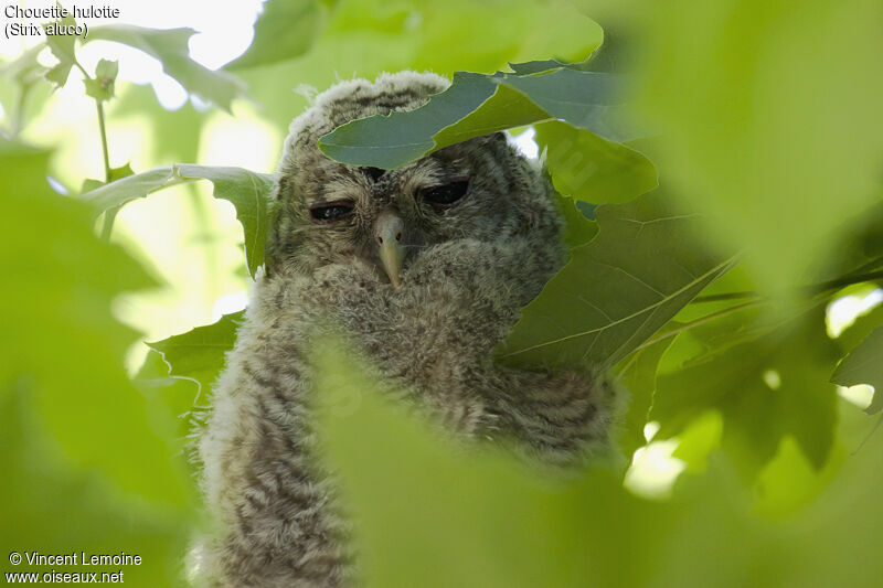 Chouette hulottejuvénile