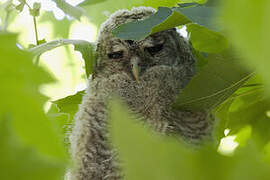 Tawny Owl