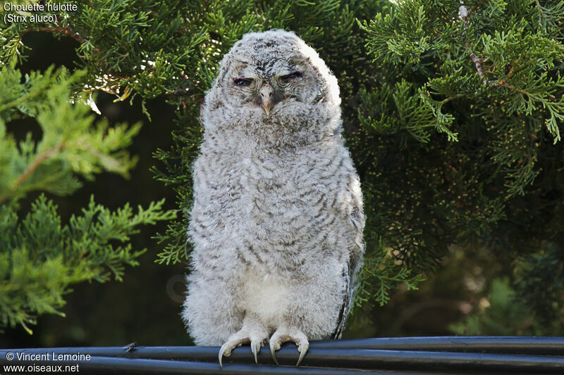 Tawny Owljuvenile