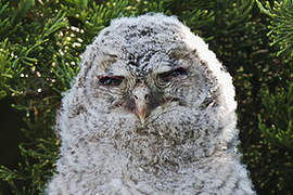 Tawny Owl