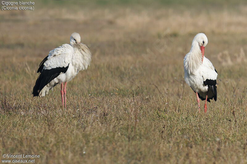 Cigogne blancheadulte, portrait