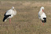 Cigogne blanche