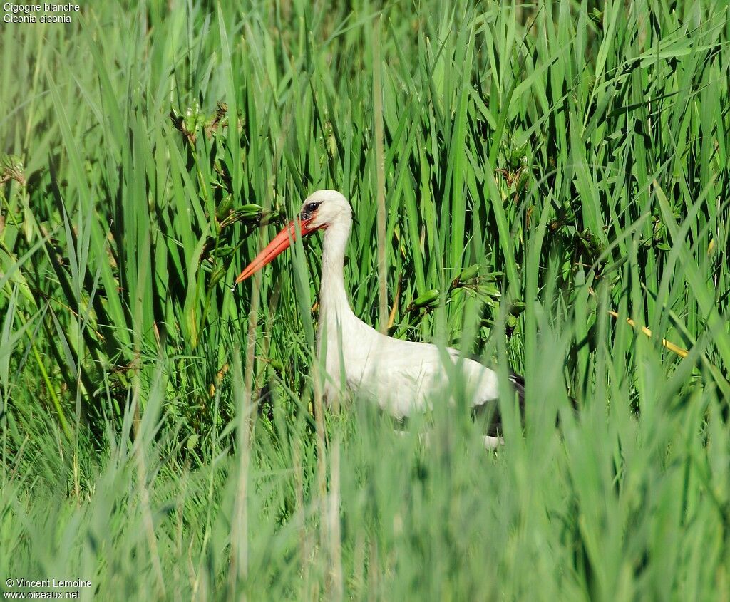 White Storkadult