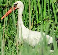 Cigogne blanche