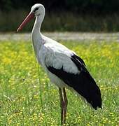 White Stork