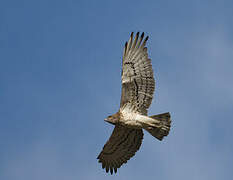 Short-toed Snake Eagle