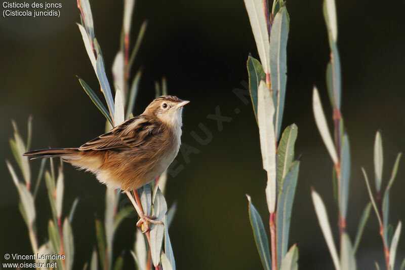 Zitting Cisticola