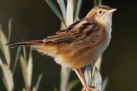 Zitting Cisticola