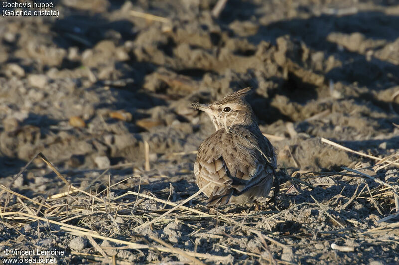 Cochevis huppé