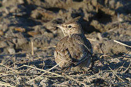 Crested Lark