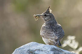 Crested Lark