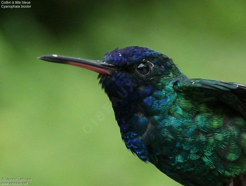 Colibri à tête bleue mâle adulte