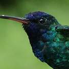 Colibri à tête bleue