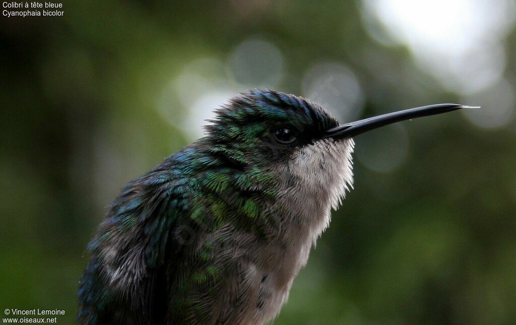 Colibri à tête bleue femelle adulte