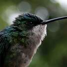 Colibri à tête bleue