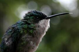 Colibri à tête bleue