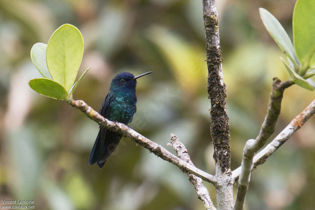 Colibri à tête bleue mâle adulte