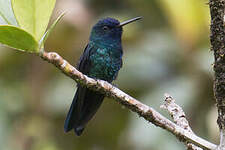 Colibri à tête bleue