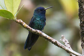 Blue-headed Hummingbird