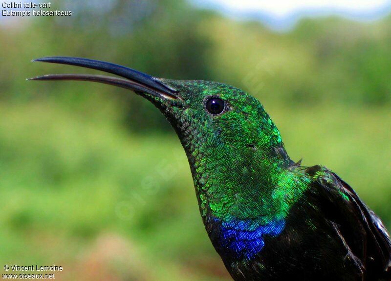 Green-throated Carib