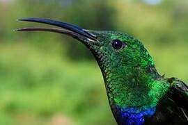 Green-throated Carib