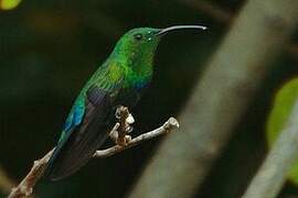 Colibri falle-vert