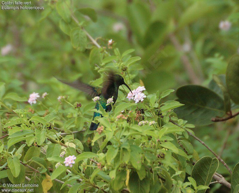 Colibri falle-vert