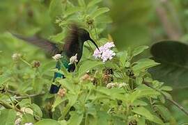 Green-throated Carib