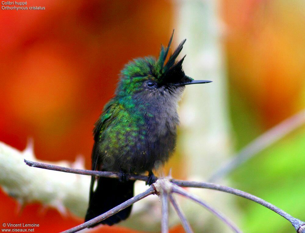 Antillean Crested Hummingbird male adult