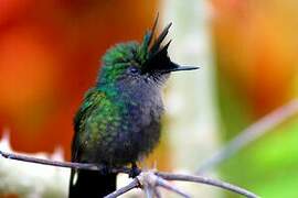 Antillean Crested Hummingbird