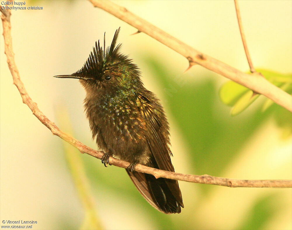 Colibri huppé mâle adulte