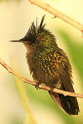 Antillean Crested Hummingbird