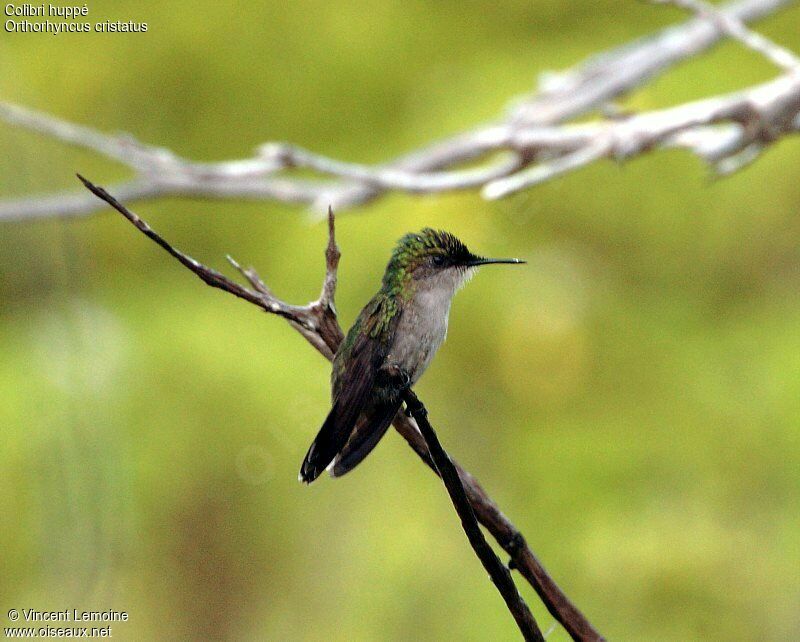 Antillean Crested Hummingbird female adult