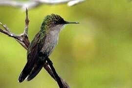 Antillean Crested Hummingbird