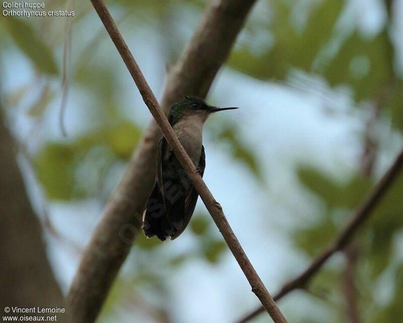 Colibri huppé femelle adulte